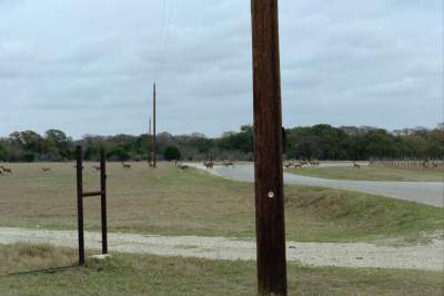Texas -bandera deer2.JPG